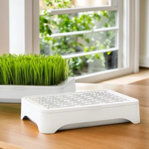 2024 Wheat Grass Reusable Growing Tray Design Hydroponic Sprouting Plate