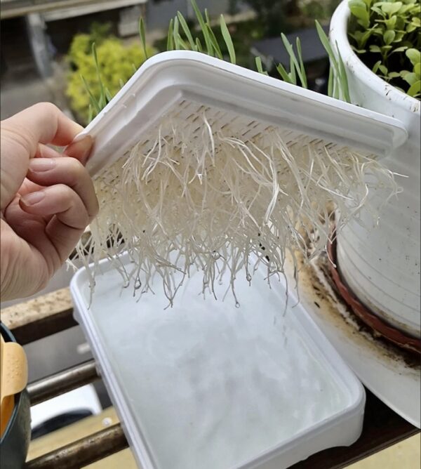 2024 Wheat Grass Reusable Growing Tray Design Hydroponic Sprouting Plate - Image 4